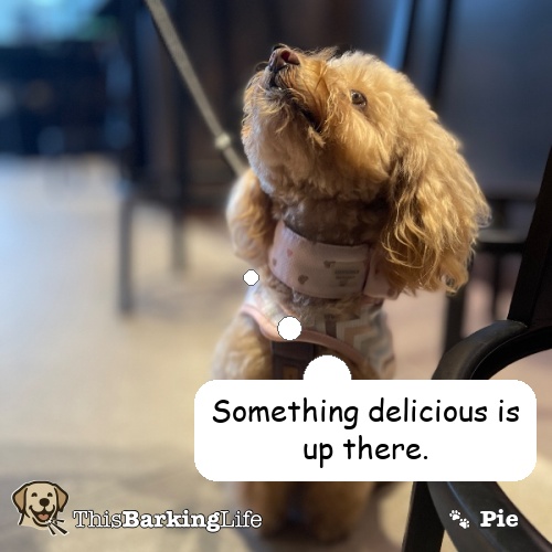 Pie