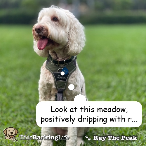 Ray
